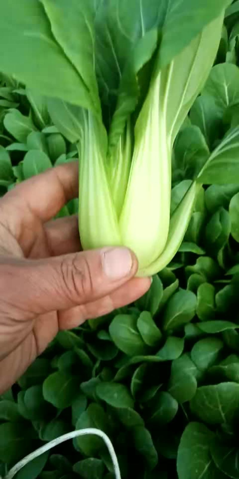 上海青，油麦菜，奶油白菜