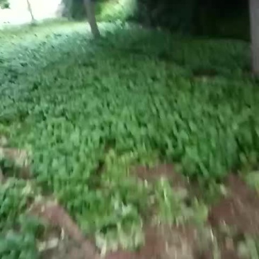 上海青，油麦菜，奶油白菜