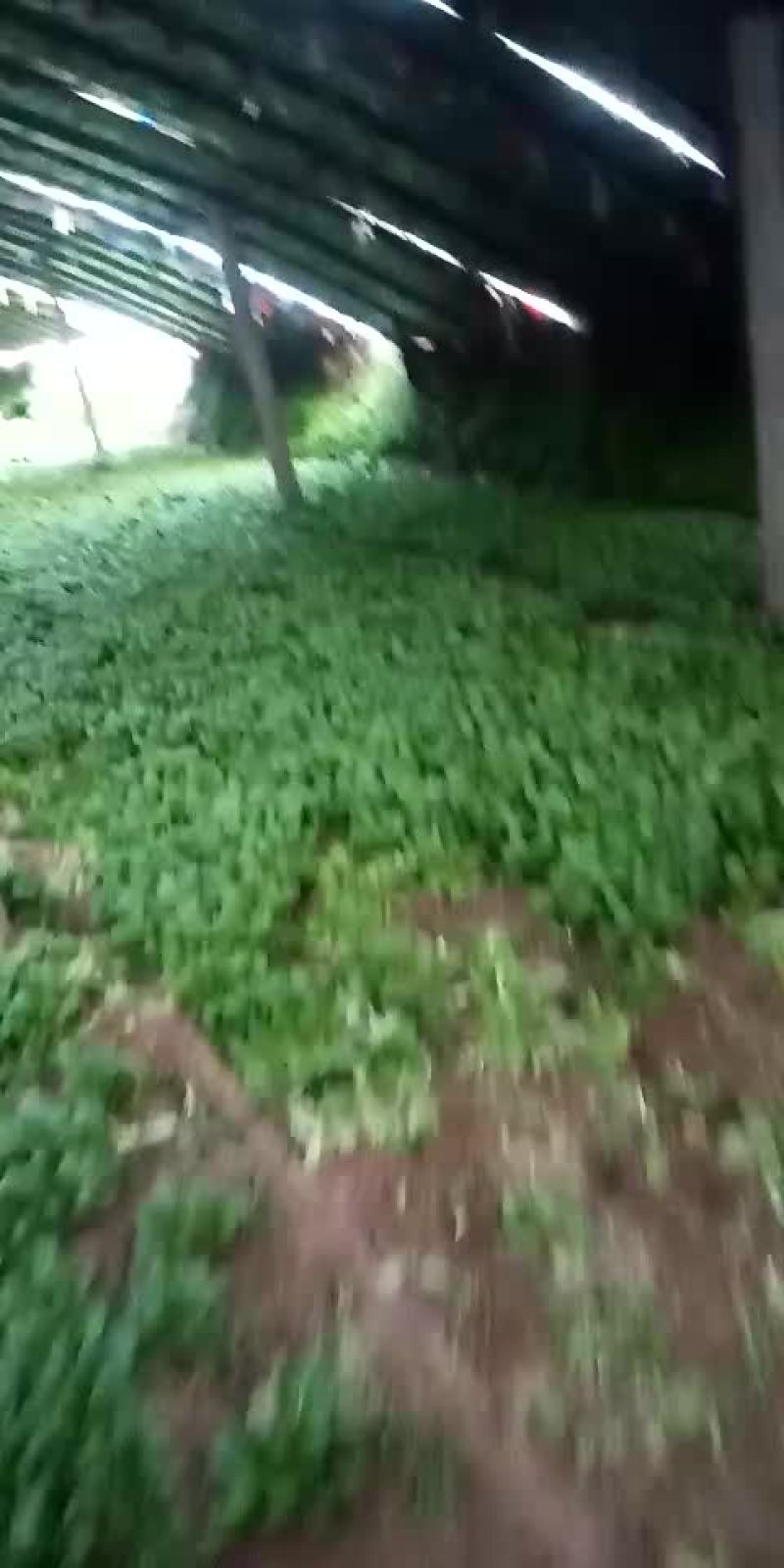 上海青，油麦菜，奶油白菜