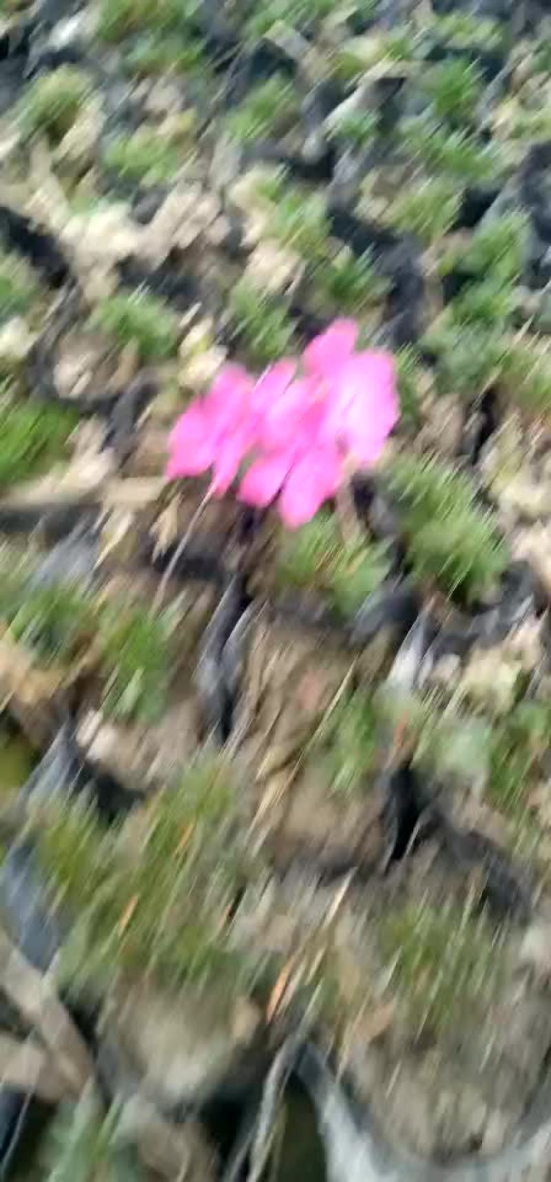 福禄考
