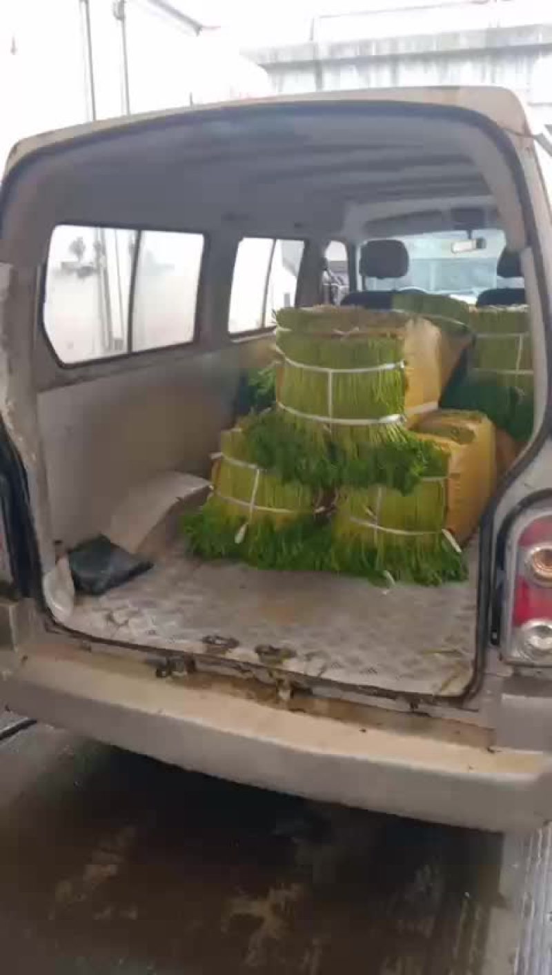 青白皮芦蒿