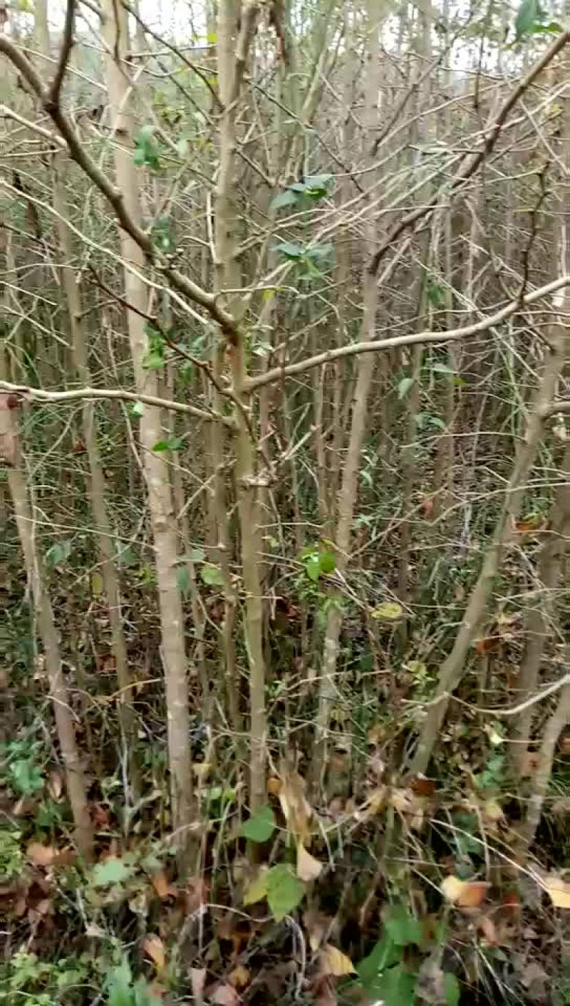 银杏