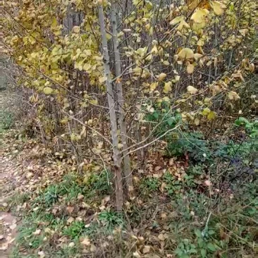 银杏