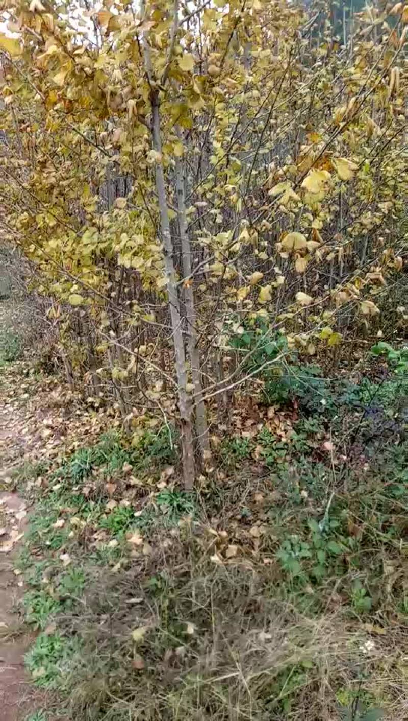 银杏