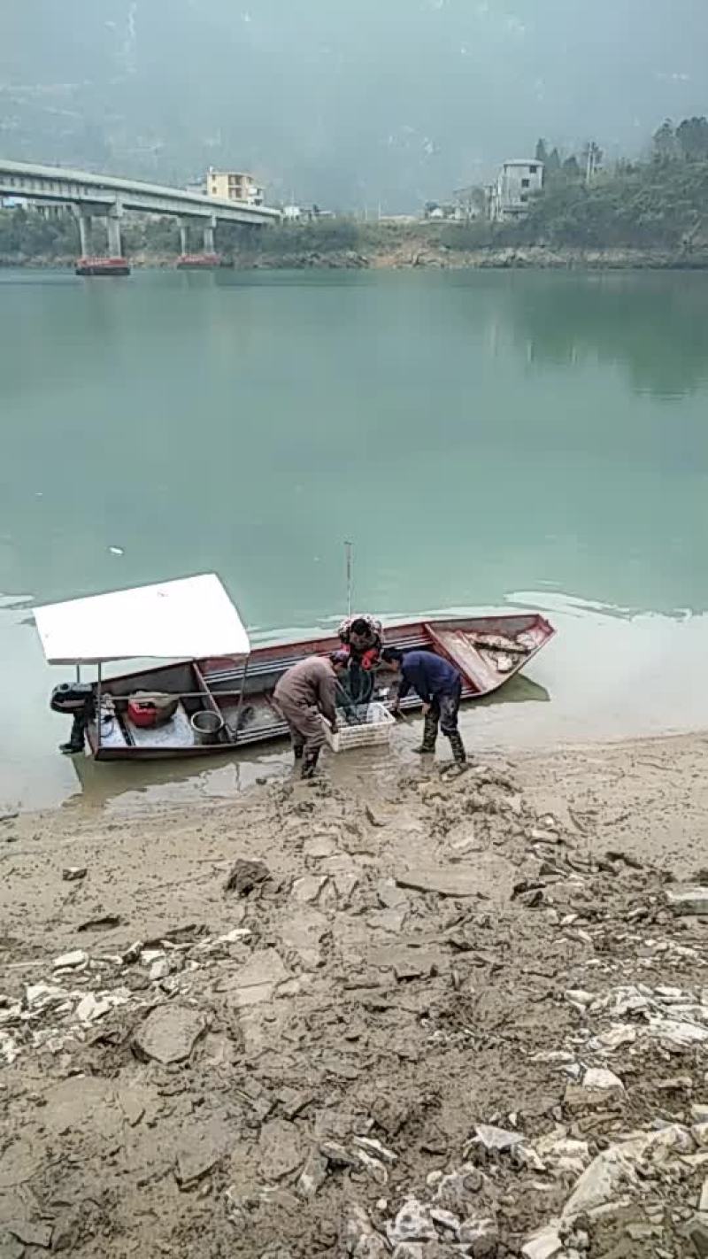 大口鲶，