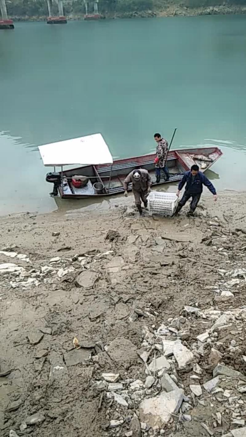 大口鲶，
