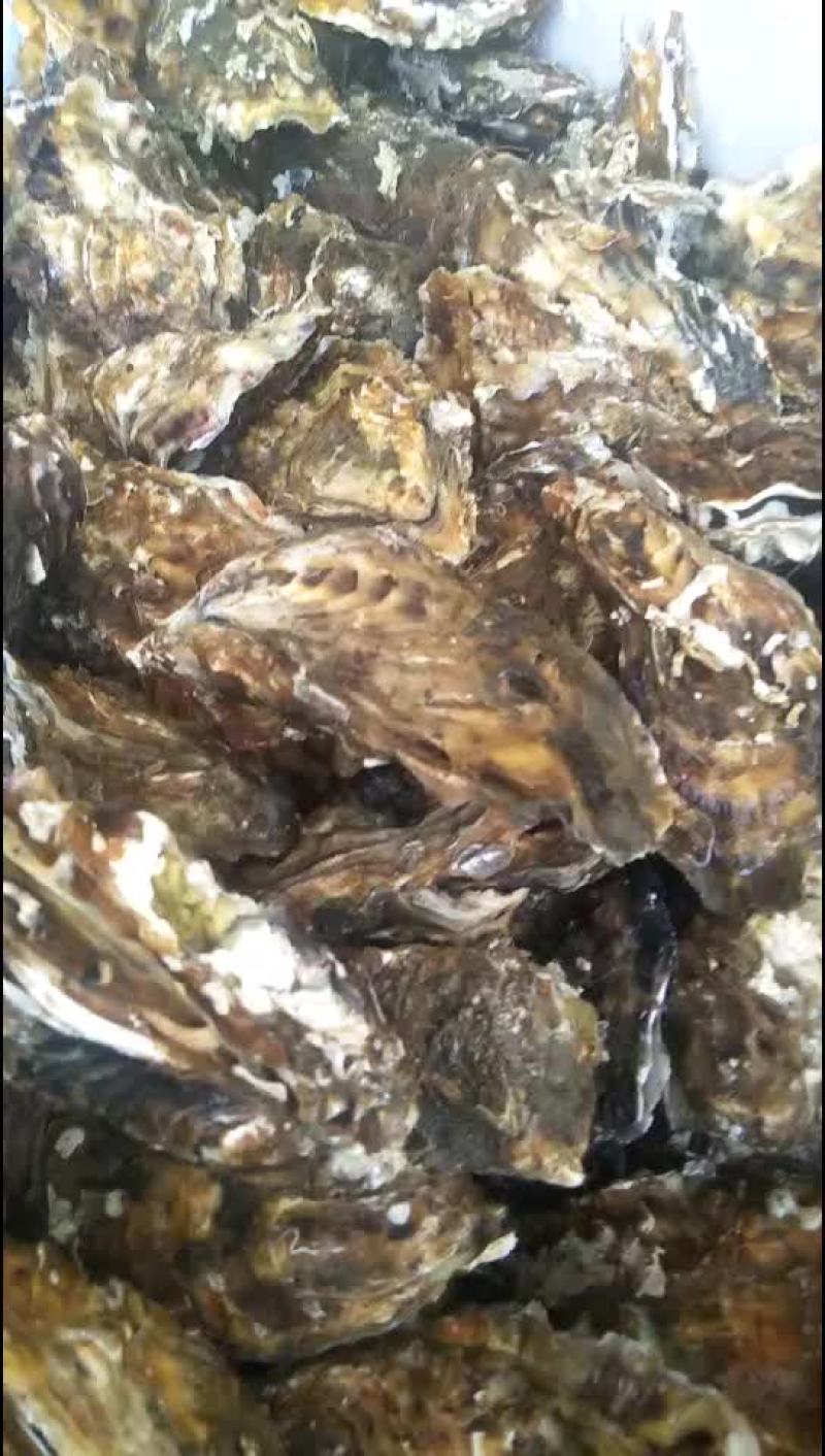 生蚝，每天都有现货130斤一包，一包420，三包一上起批