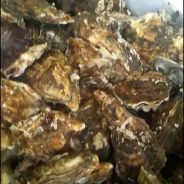生蚝，每天都有现货130斤一包，一包420，三包一上起批