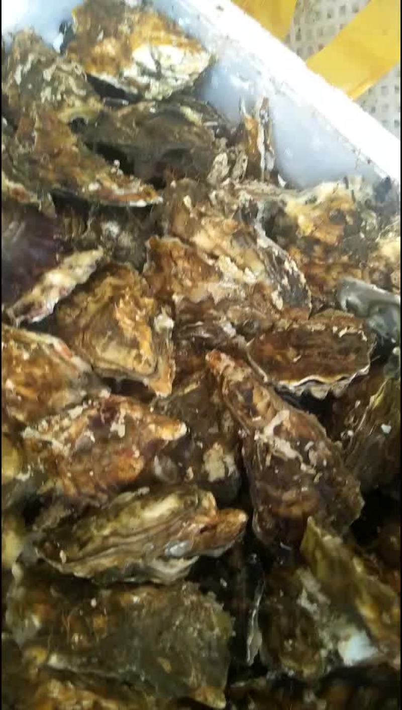 生蚝，每天都有现货130斤一包，一包420，三包一上起批
