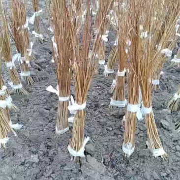 珍珠花苗售卖中，质优价廉