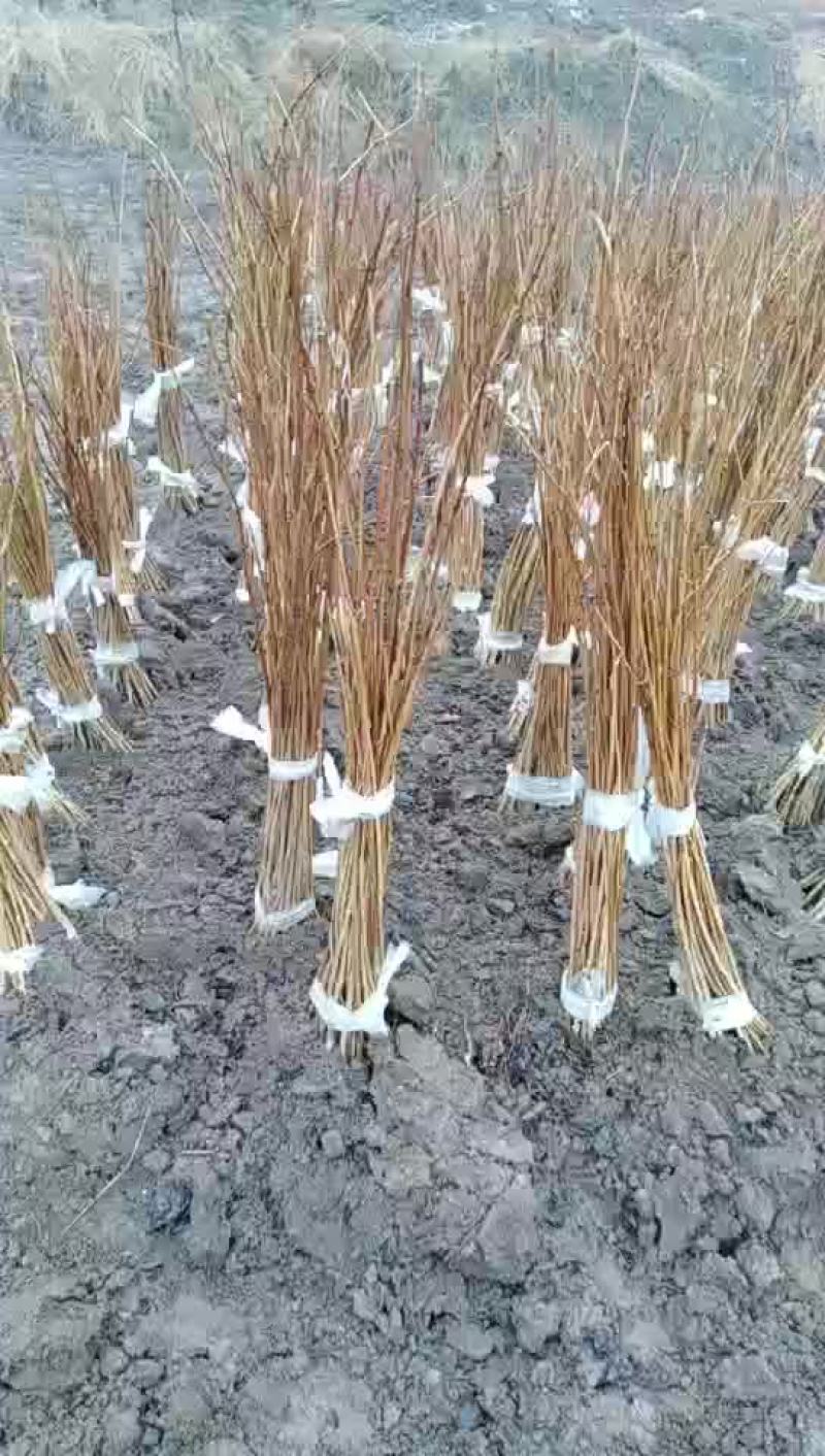 珍珠花苗售卖中，质优价廉