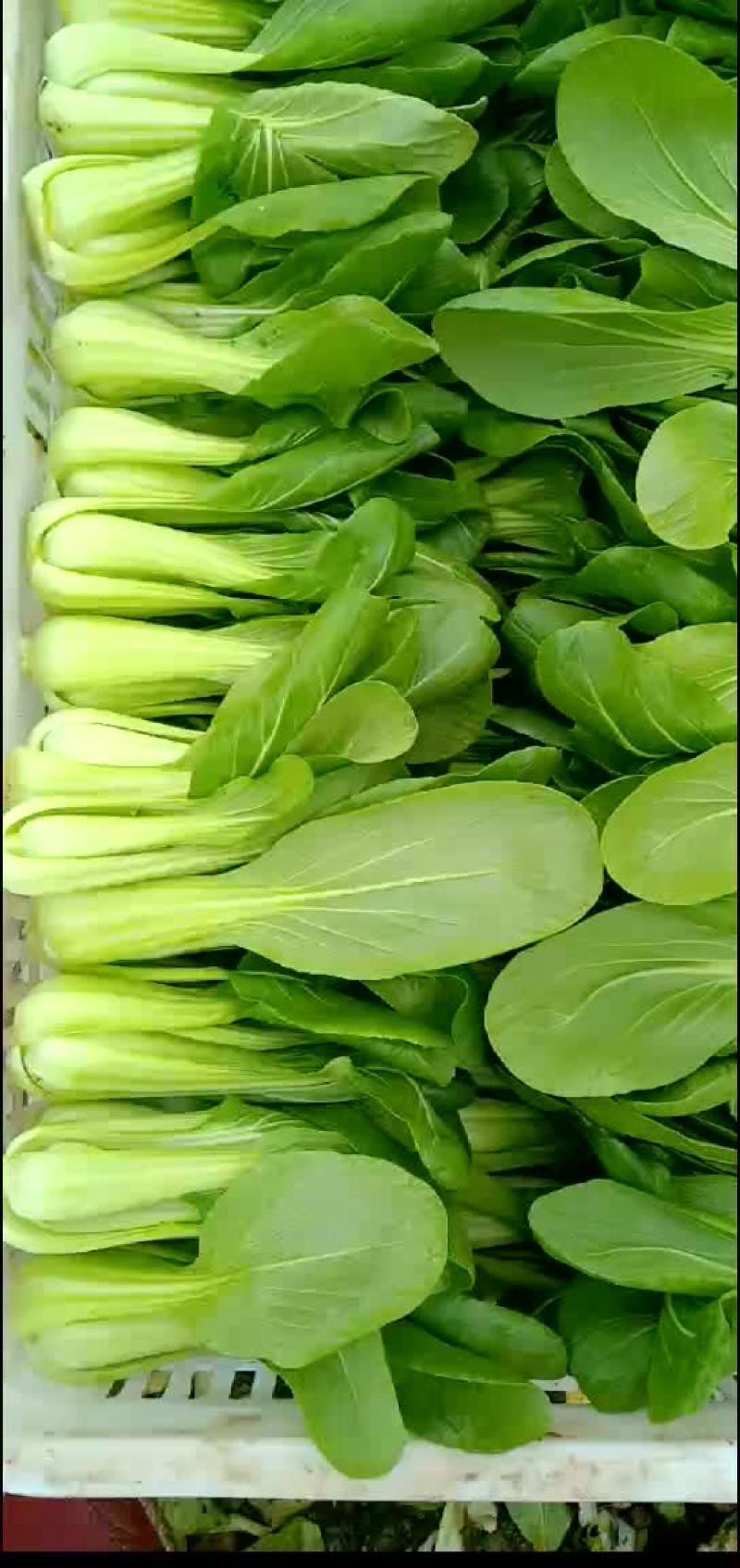 南通蔬菜基地全国直发各类叶菜瓜果类等，一站式采购