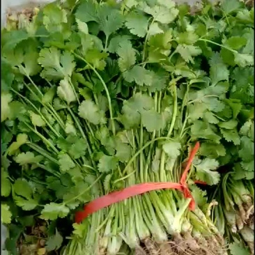 南通蔬菜基地全国直发各类叶菜瓜果类等，一站式采购