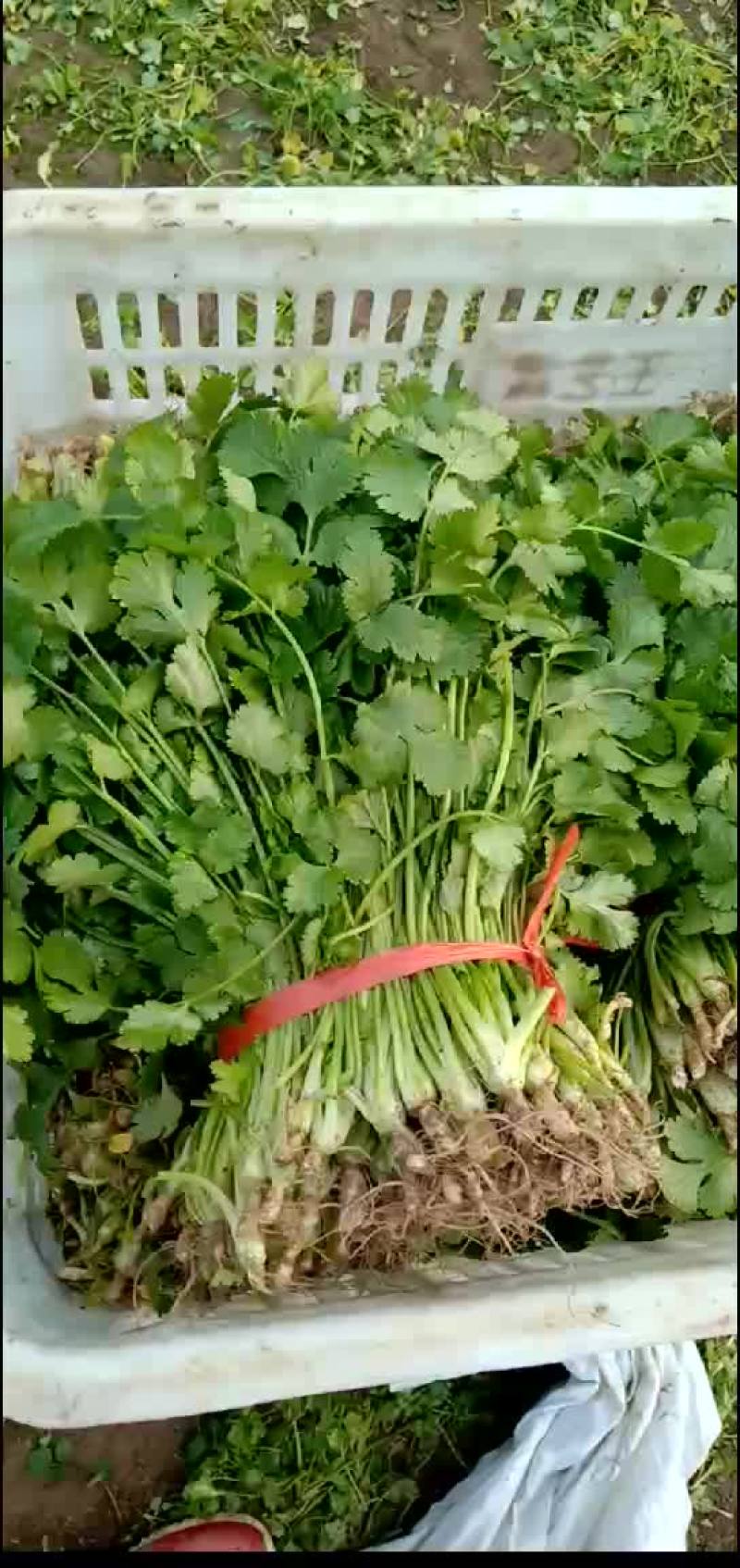 南通蔬菜基地全国直发各类叶菜瓜果类等，一站式采购