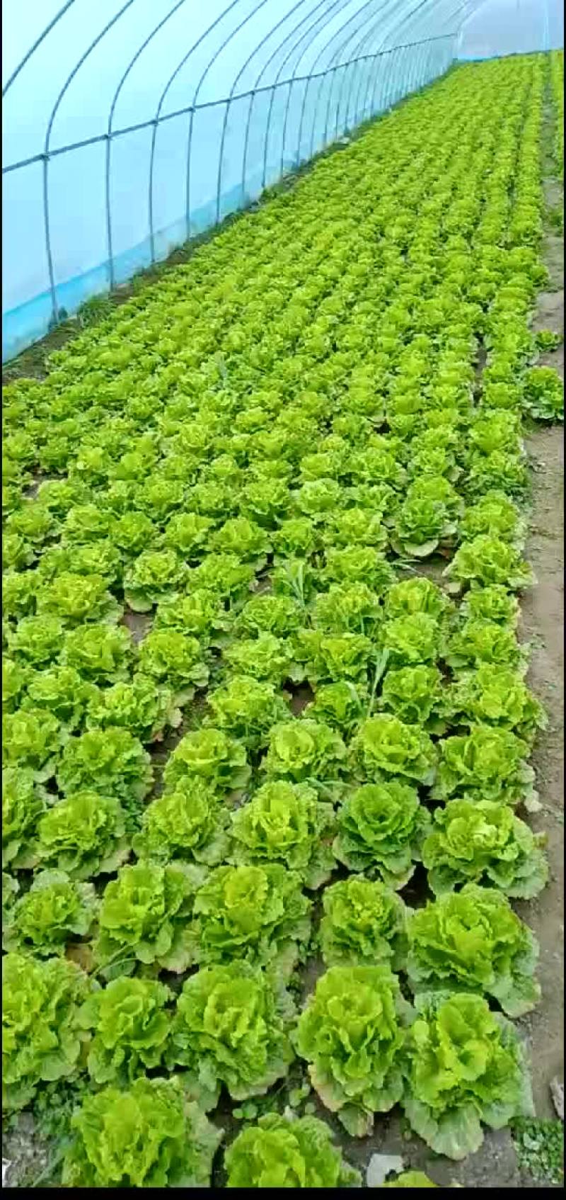 南通蔬菜基地全国直发各类叶菜瓜果类等，一站式采购