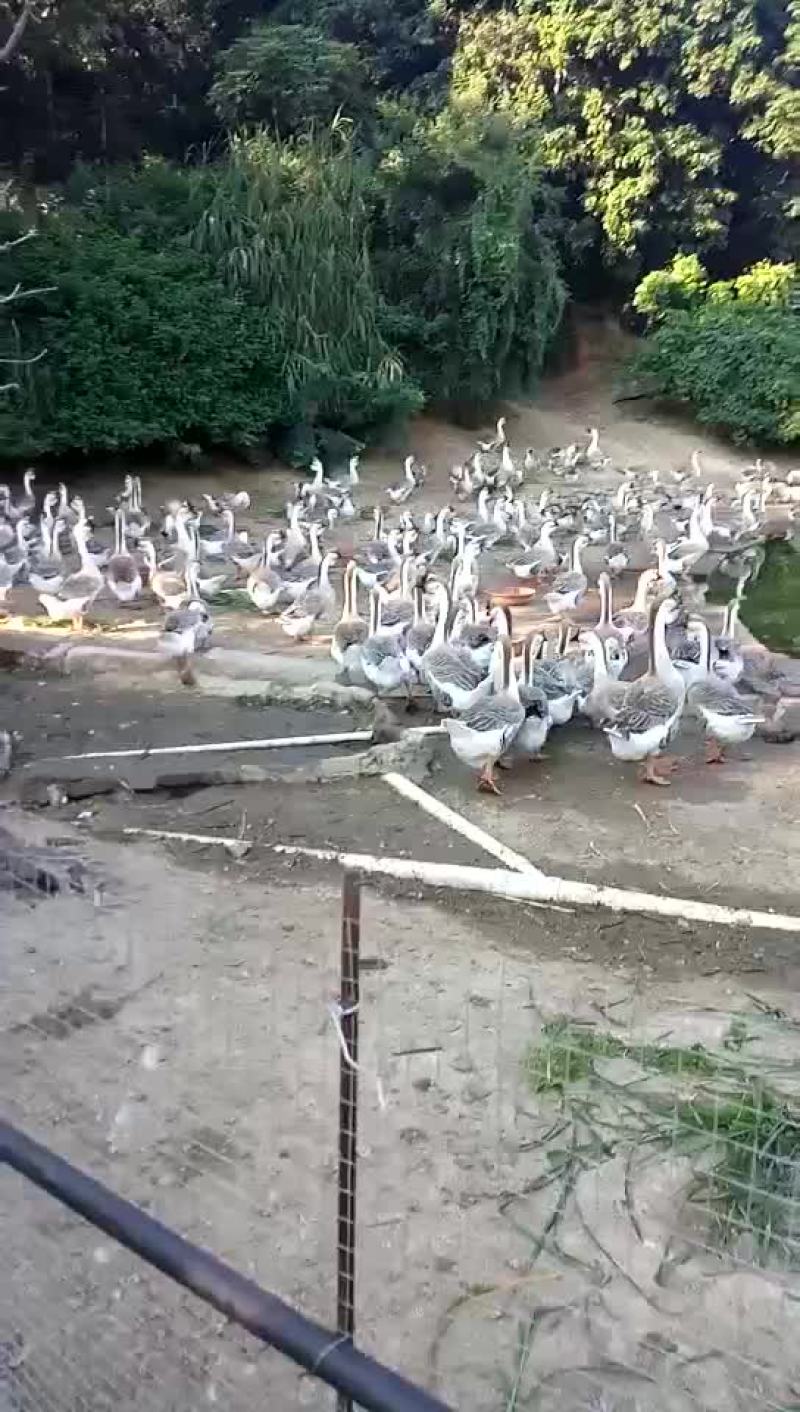 鹅蛋