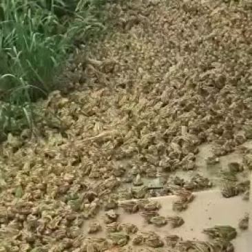 大量出售2019年黑斑蛙蝌蚪