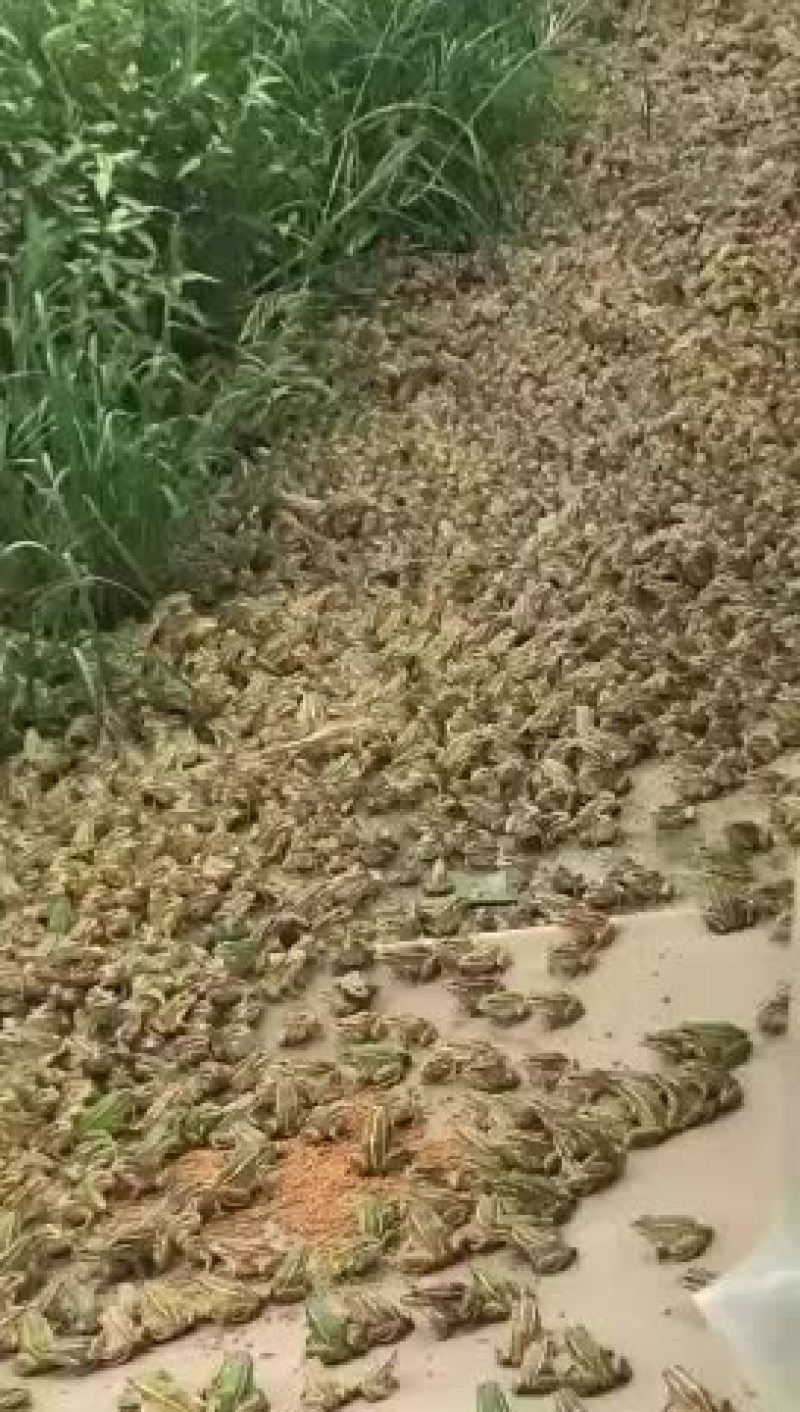大量出售2019年黑斑蛙蝌蚪