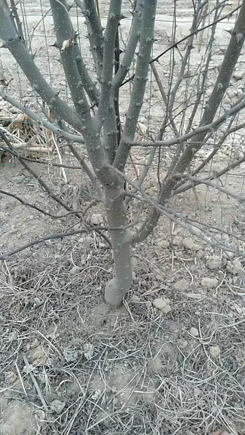 花椒树