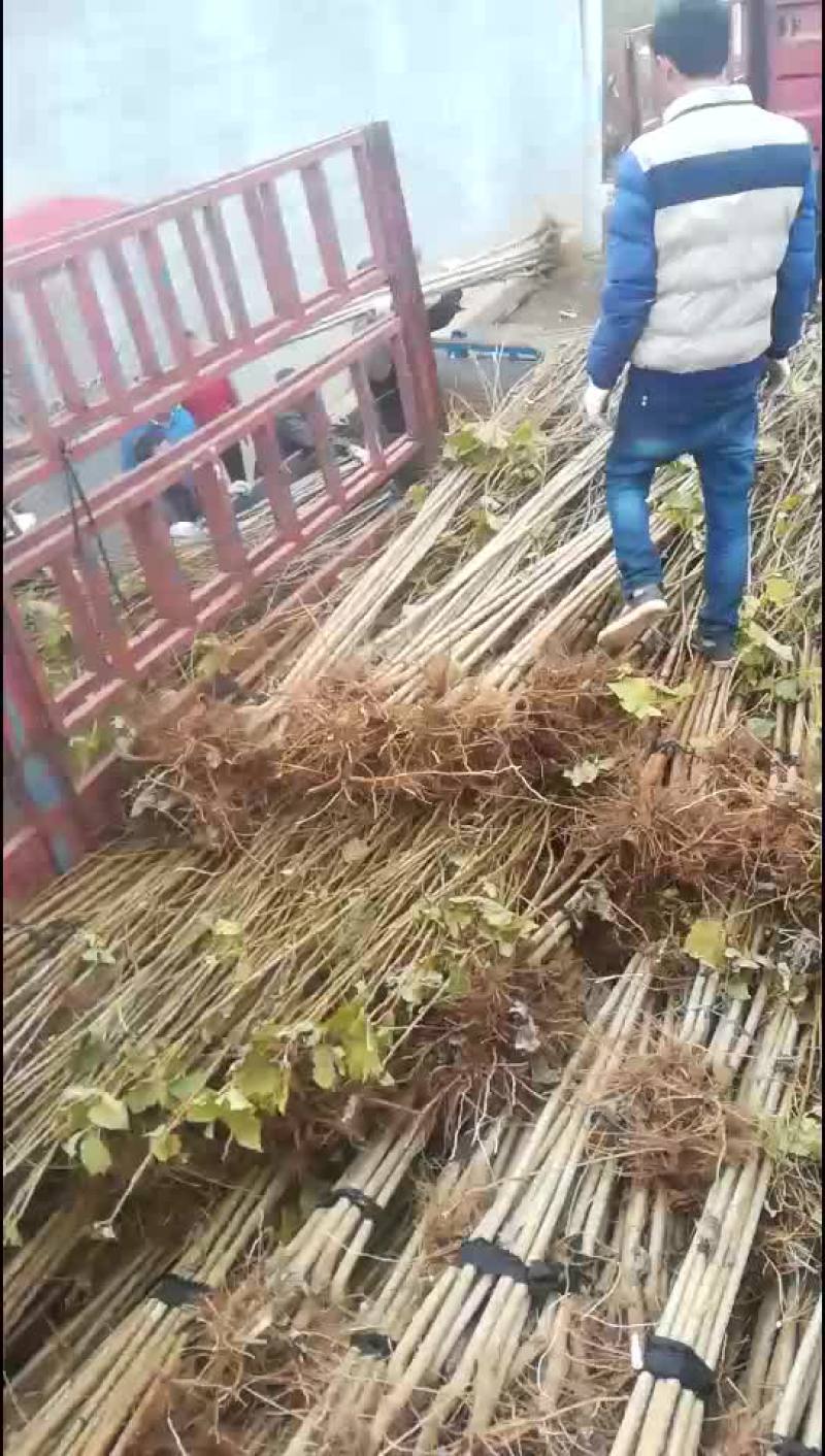 河北107速生杨107杨树苗1到3公分大量有货