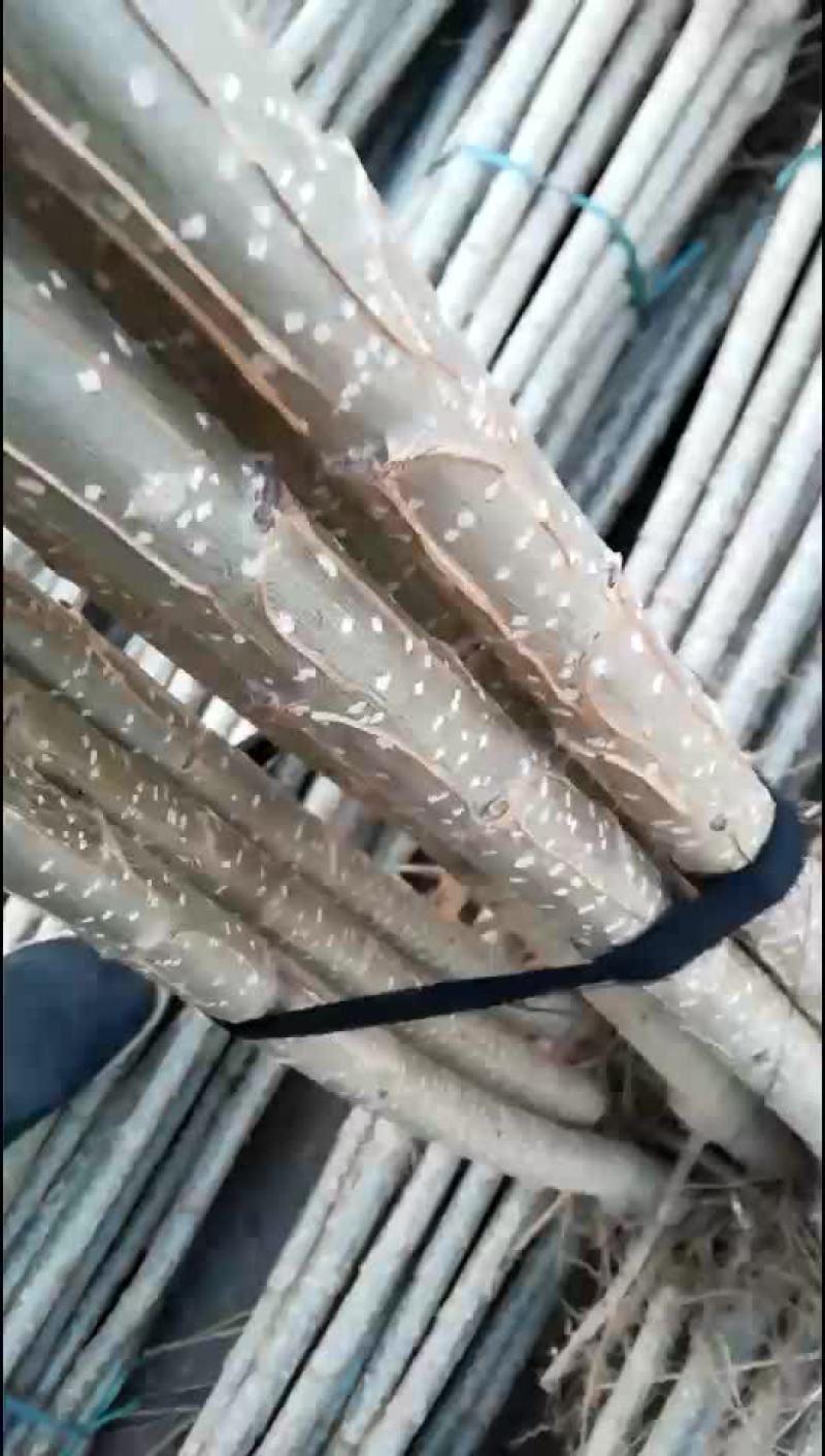 河北107速生杨107杨树苗1到3公分大量有货