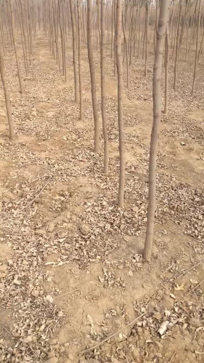 老式白蜡四公分