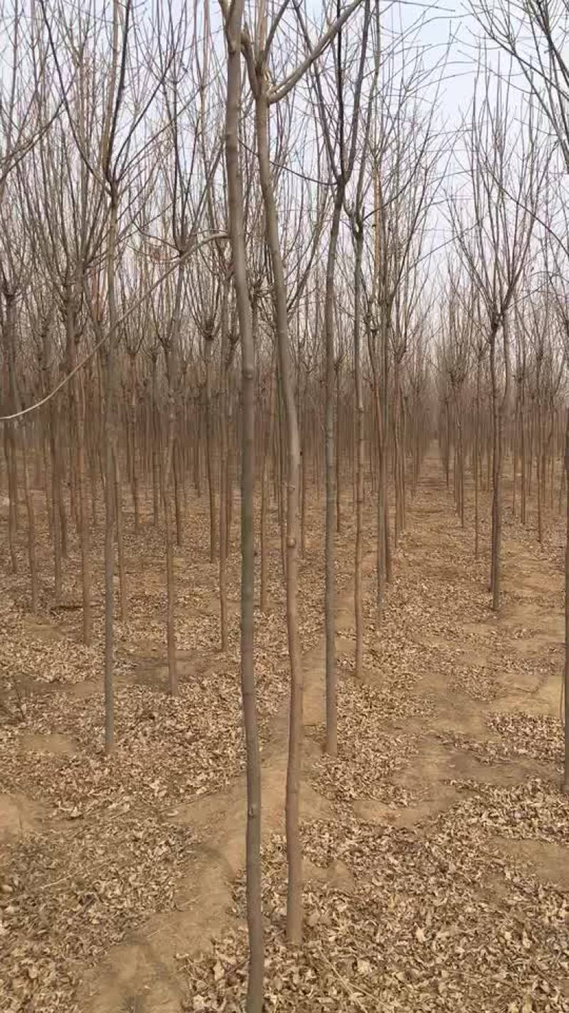 老式白蜡四公分