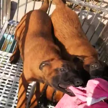 马犬