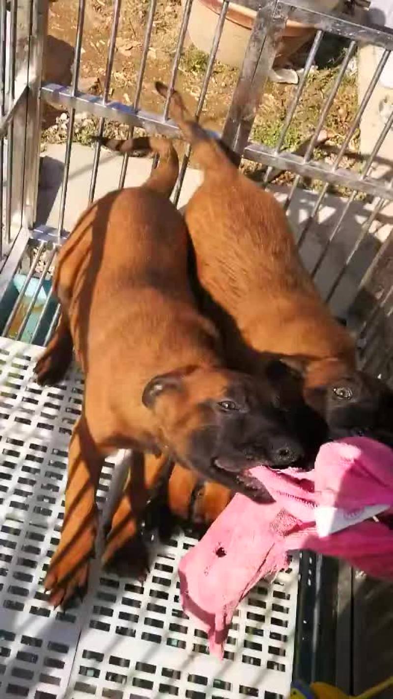 马犬