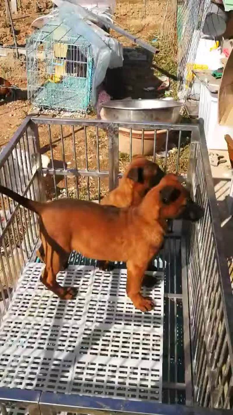 马犬
