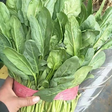 小叶菠菜