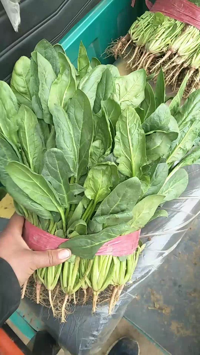 小叶菠菜