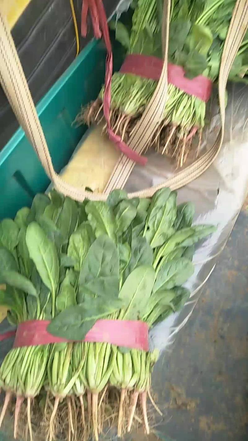 小叶菠菜