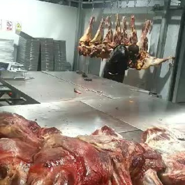 新鲜马肉