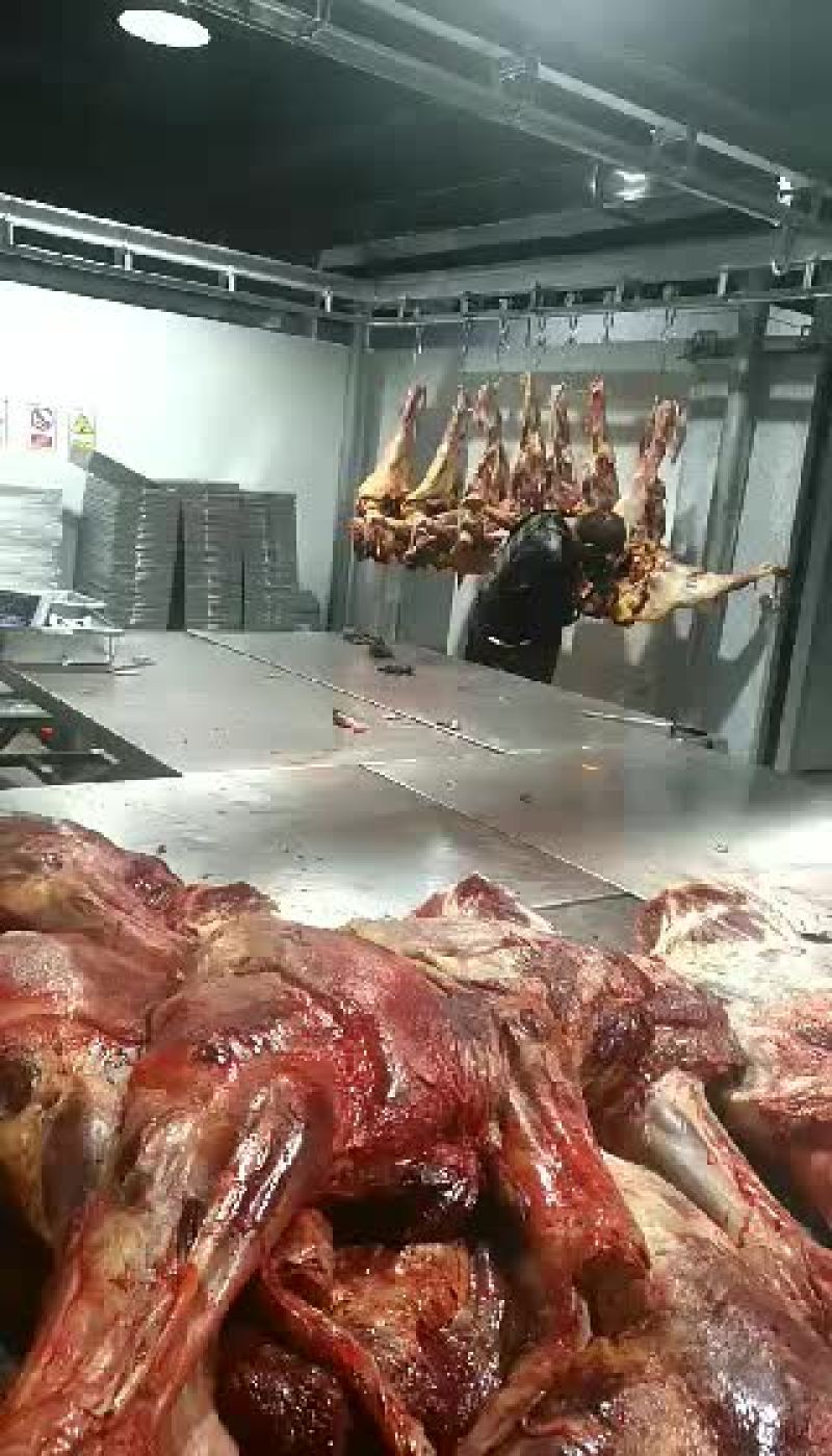 新鲜马肉