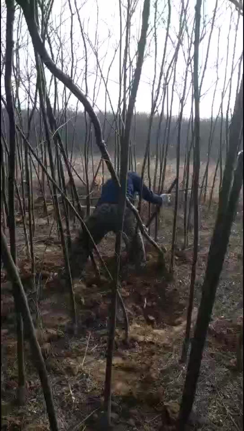 国槐，，，，，，，，，，，，，，