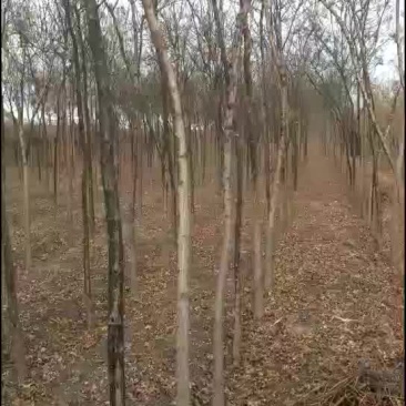 国槐，，，，，，，，，，，，，，