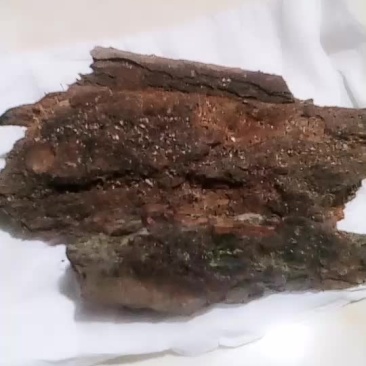 松树皮枞树壳
