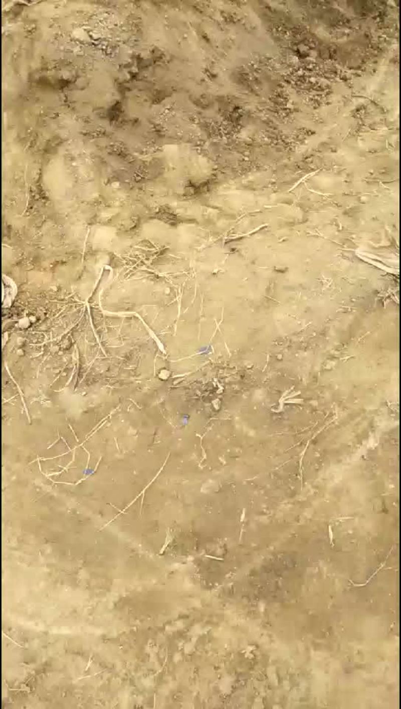 脱毒原种慧谷秦五红薯！有需要的联系我