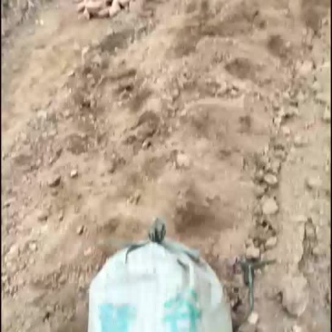 脱毒原种慧谷秦五红薯！有需要的联系我