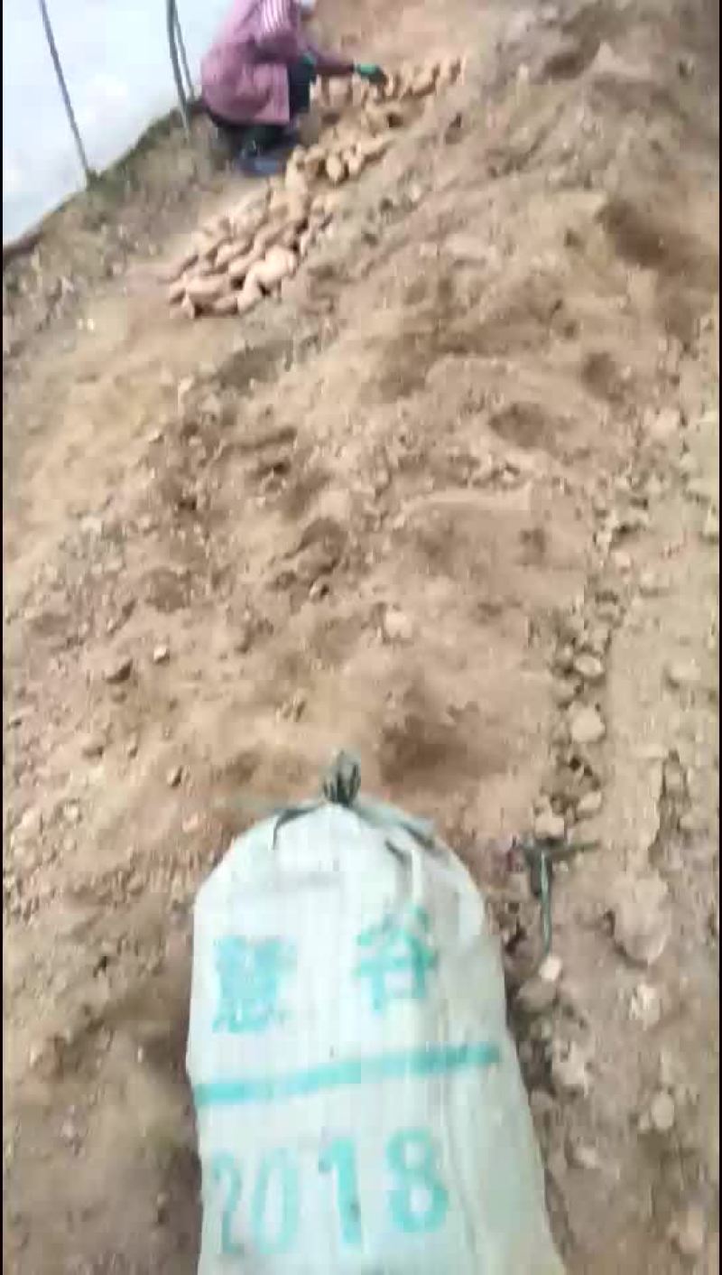脱毒原种慧谷秦五红薯！有需要的联系我