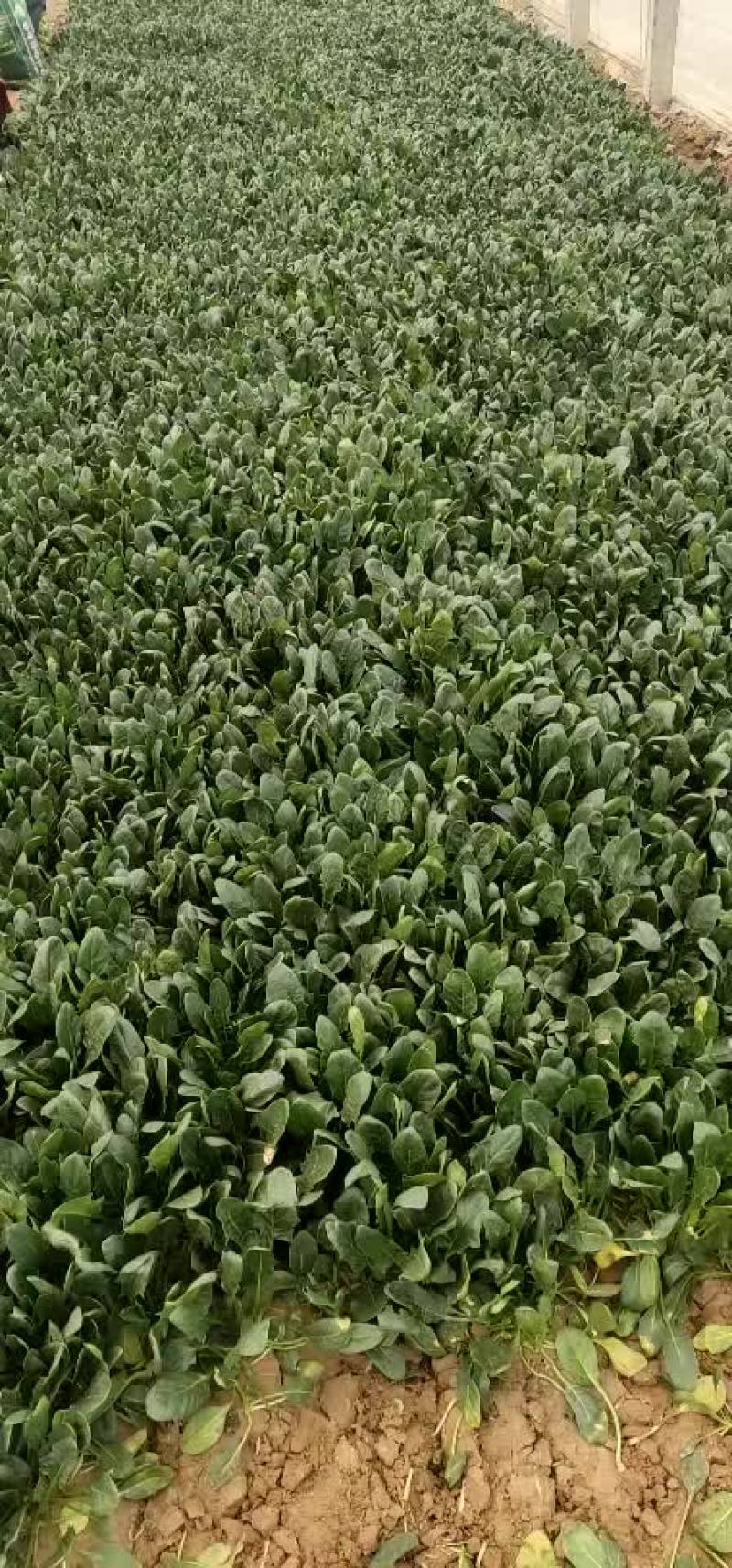 精品菠菜