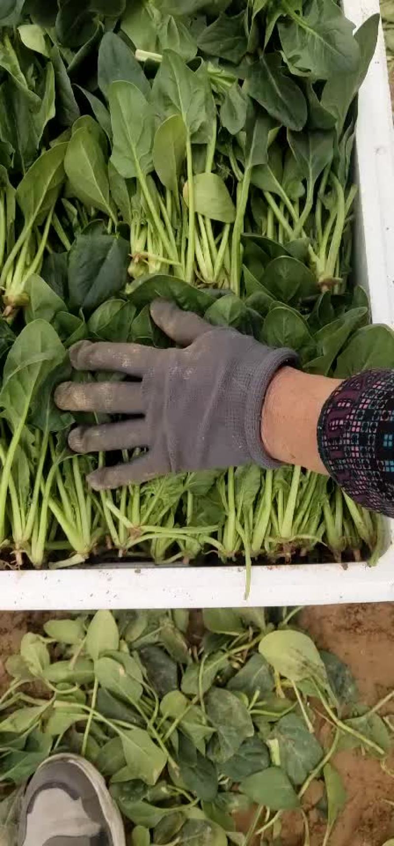 精品菠菜