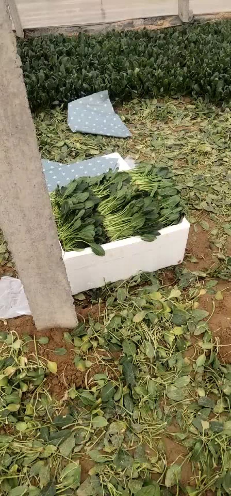 精品菠菜