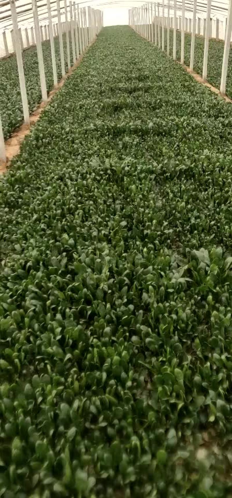 精品菠菜