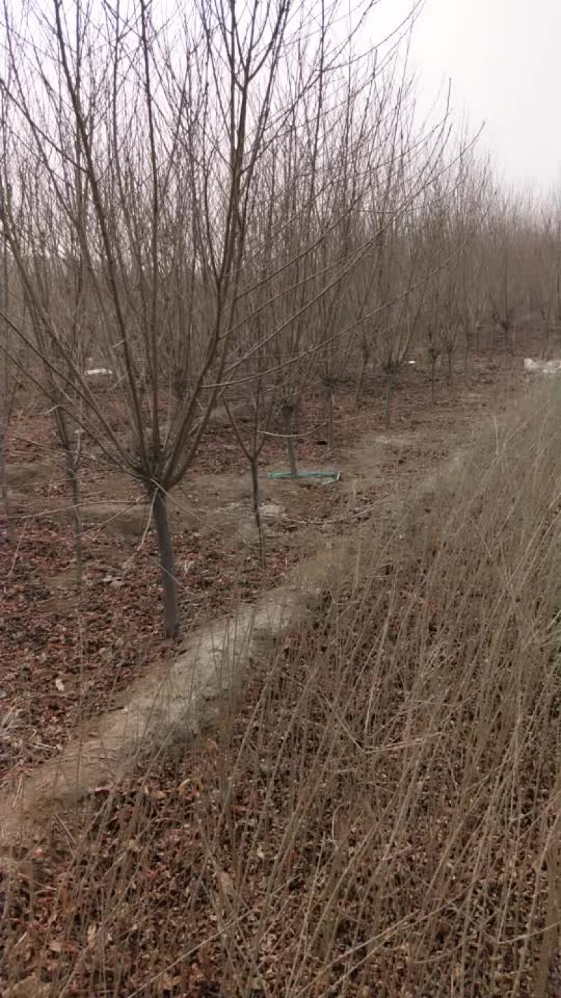 碧桃树，各种规格都有现货出售，
