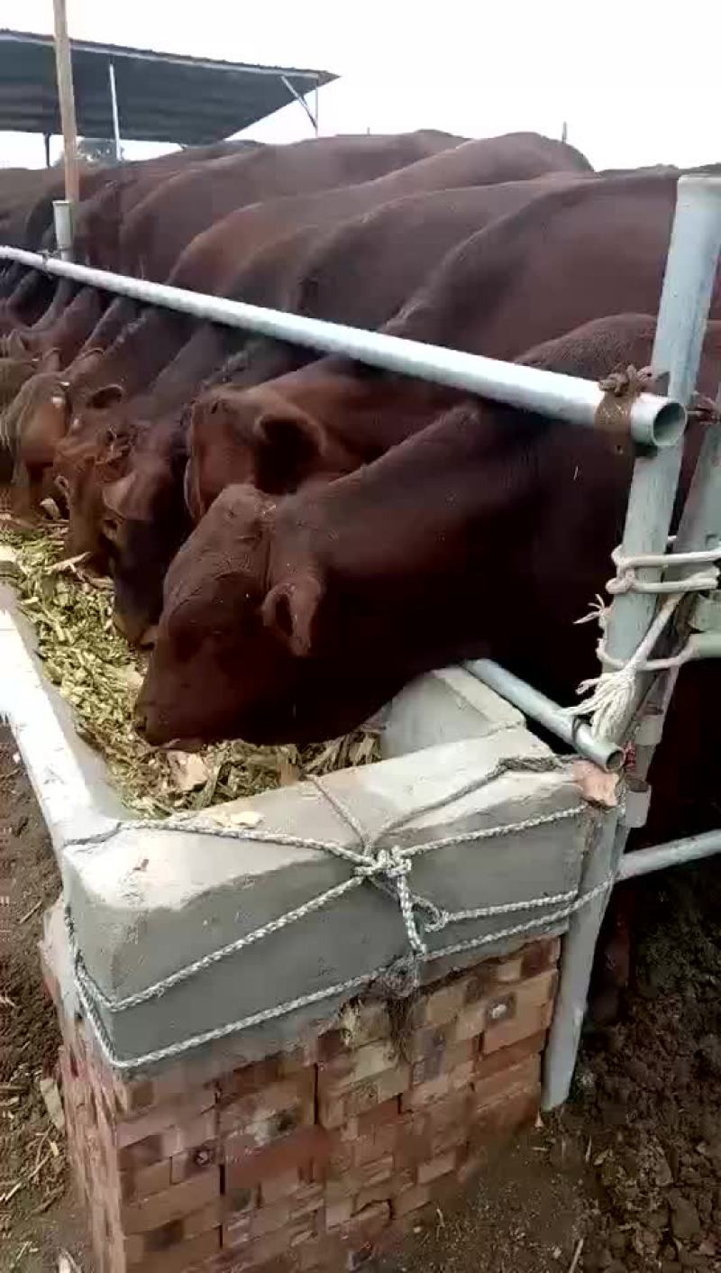 西门塔尔牛犊，抗病能力强适合各个地方养殖