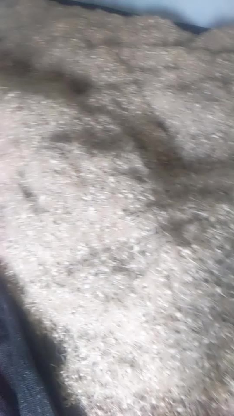 小很蒜，供货中