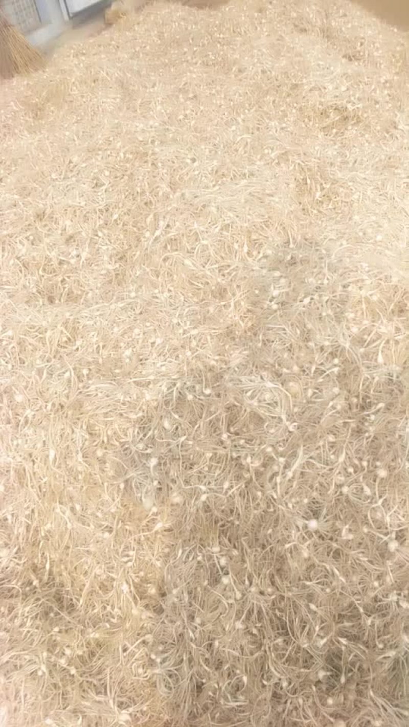 小很蒜大量供货中，有需要的联系我吧！