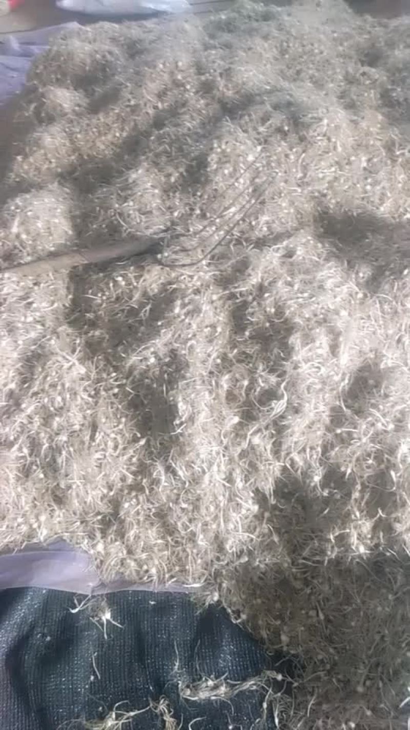 小很蒜大量供货中，有需要的联系我吧！